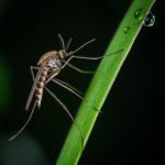 First West Nile Virus detected in Riverside County
